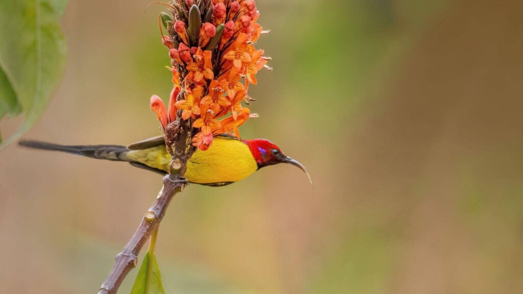 Mrs. Gould’s Sunbird