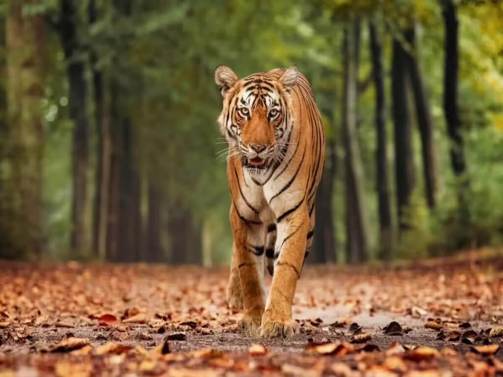 National Parks in India for Tiger Sightings