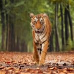 National Parks in India for Tiger Sightings