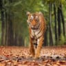 National Parks in India for Tiger Sightings