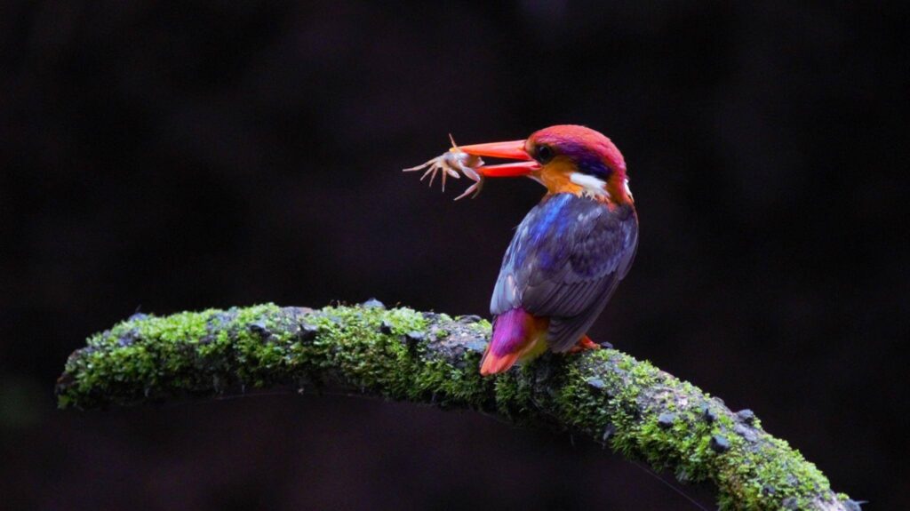 Oriental Dwarf Kingfisher