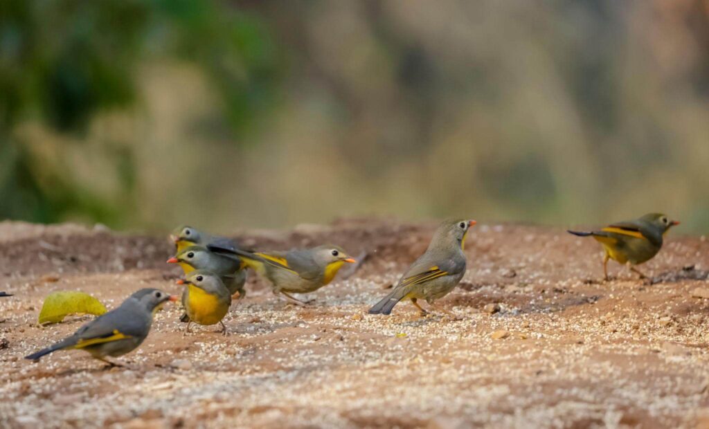 Red-billed Leiothrix