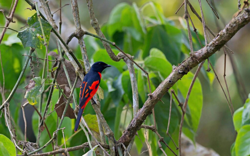 Scarlet Minivet
