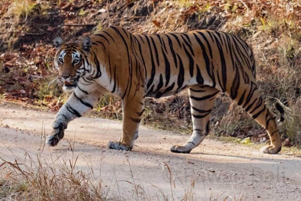 Tadoba-Andhari Tiger Reserve