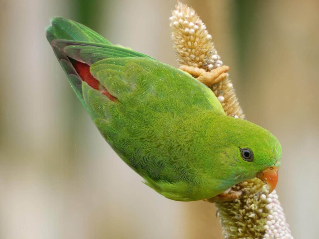 Vernal Hanging Parrot