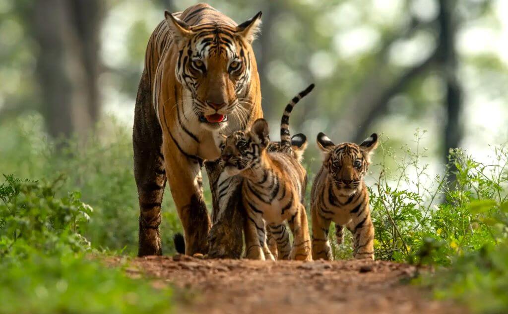 north-india-tiger-safari