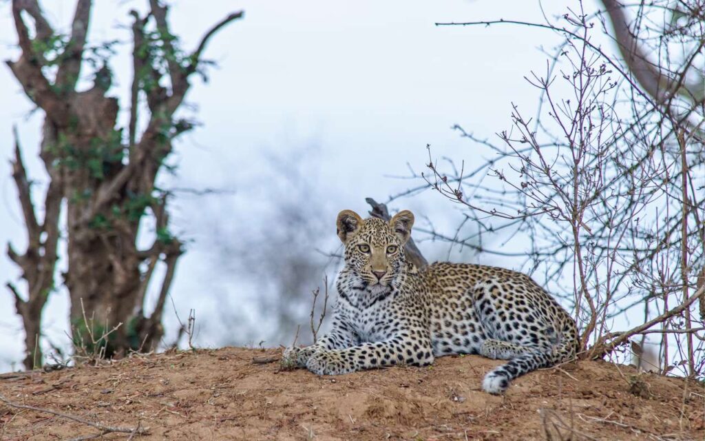Jhalana Leopard Safari Park