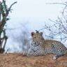 Jhalana Leopard Safari Park