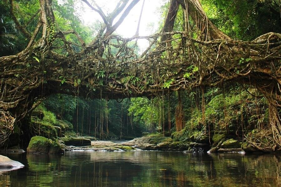 living root bridges – meghalaya