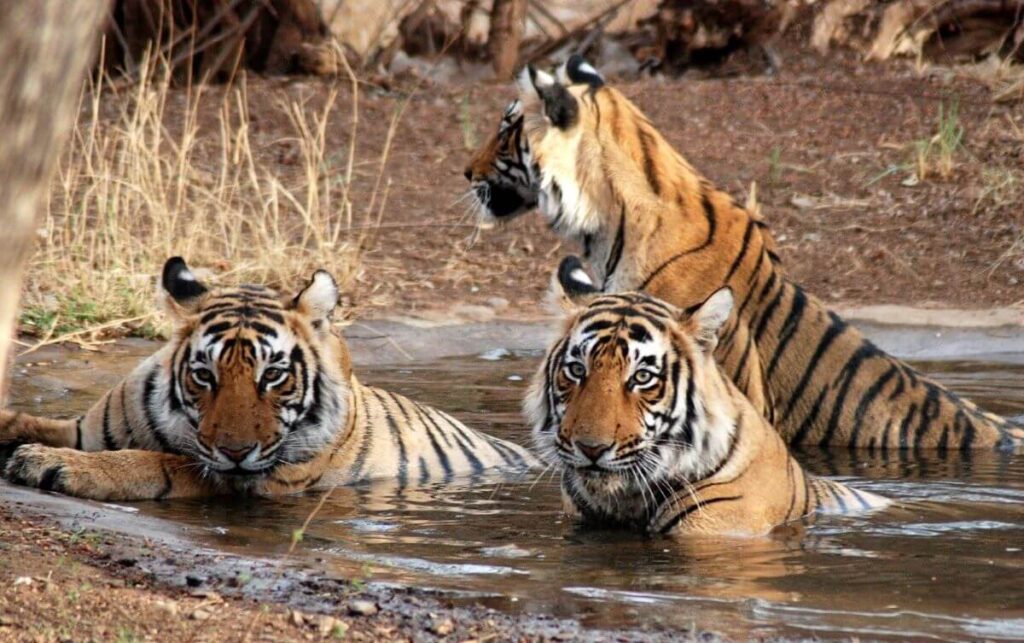 Wildlife Tours in India