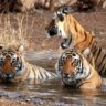 Wildlife Tours in India