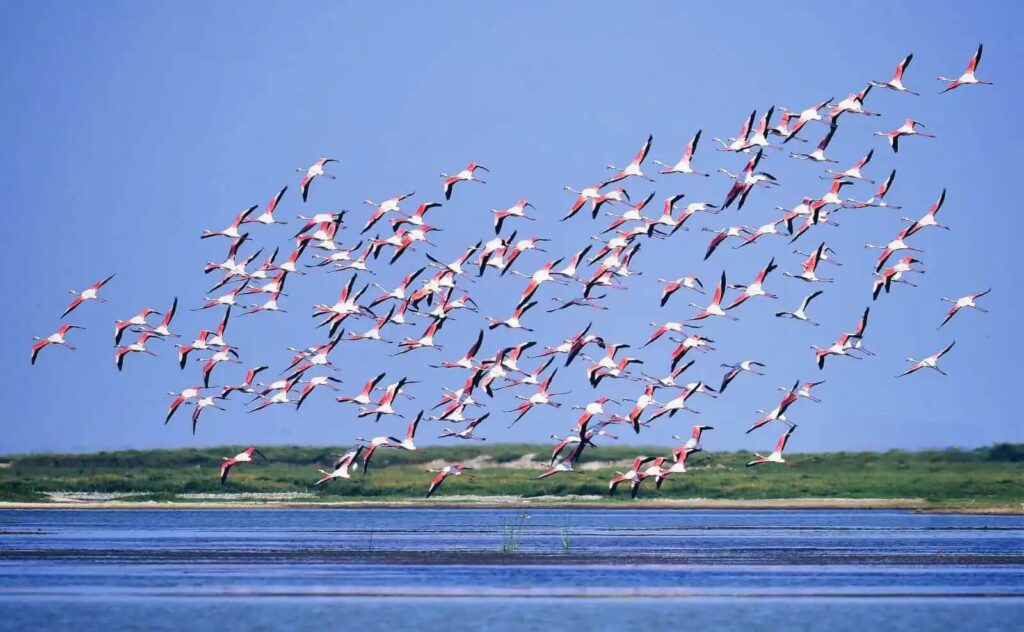 chilika lake – odisha