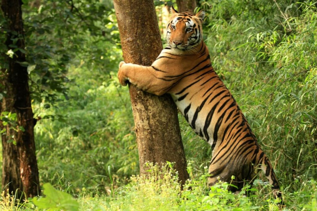 kanha national park – madhya pradesh
