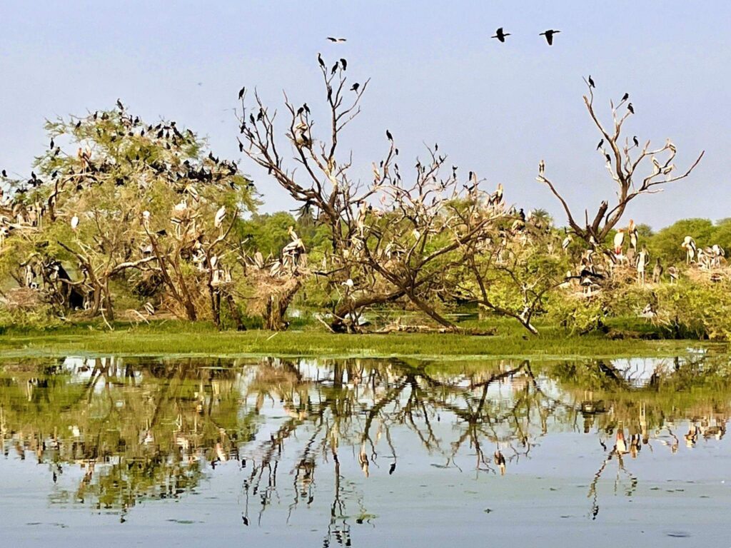 keoladeo national park – rajasthan