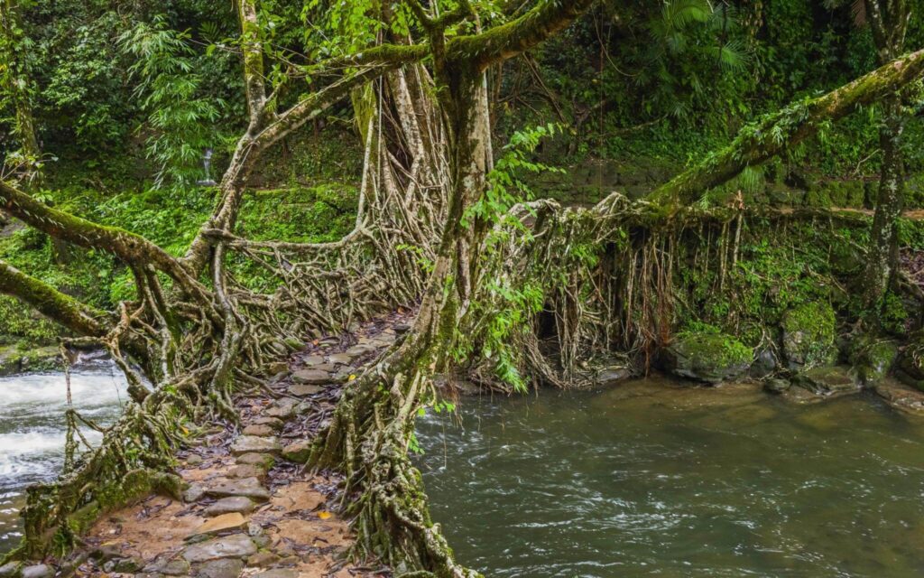 living root bridges – meghalaya
