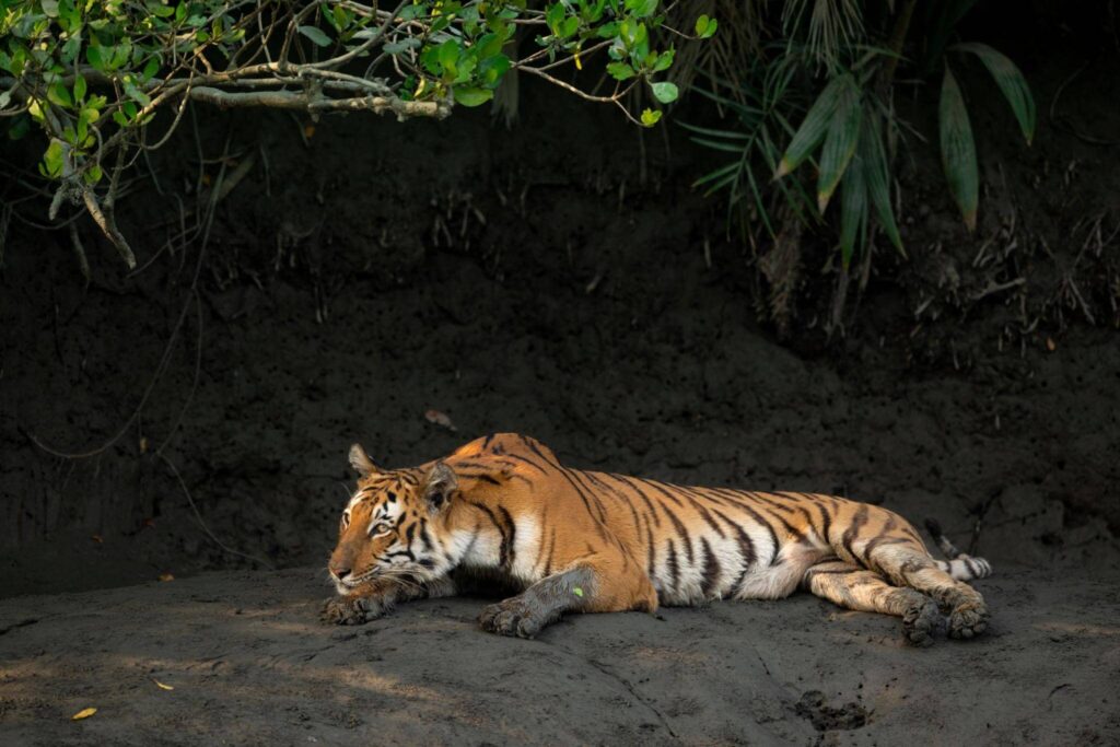 sundarbans – west bengal
