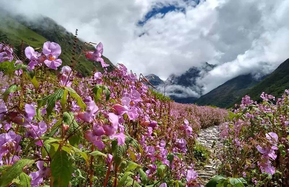 valley of flowers – uttarakhand