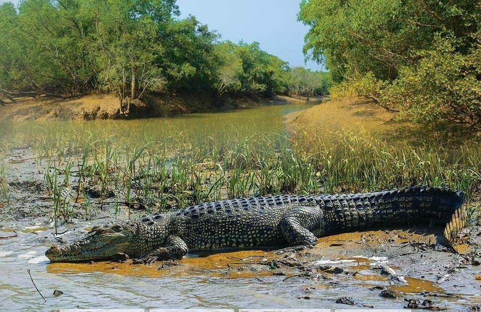 bhitarkanika-crocodile-photography