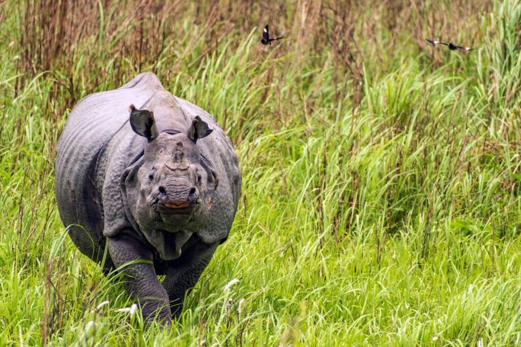 kaziranga-rhino-photography