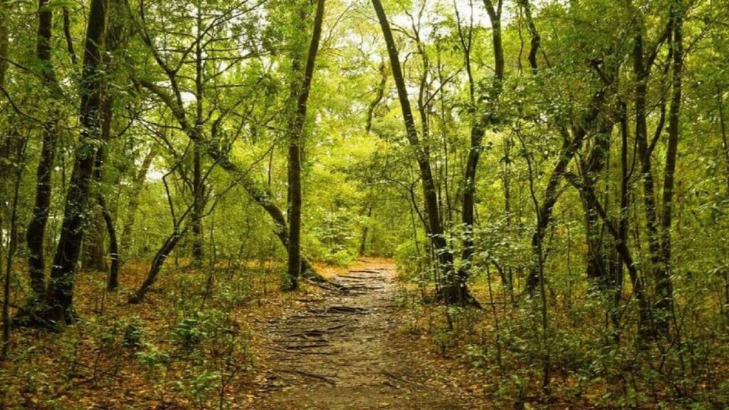 mawphlang sacred forest meghalaya