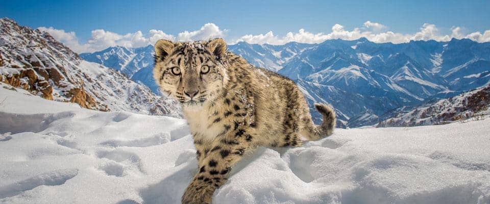 snow-leopard-himalayan-wildlife-photography