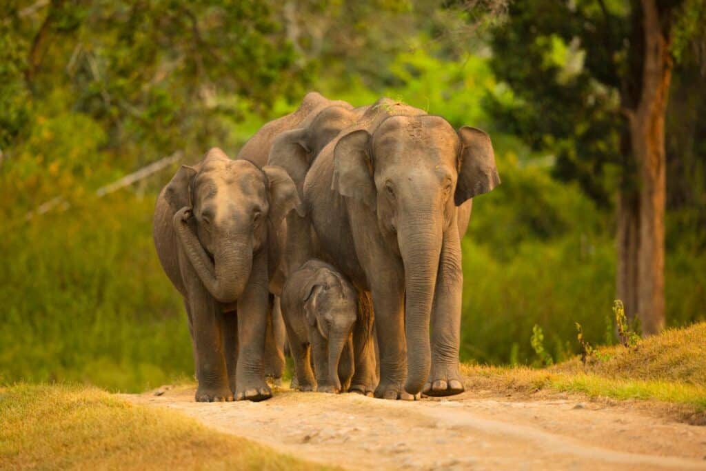 south-india-elephant-photography