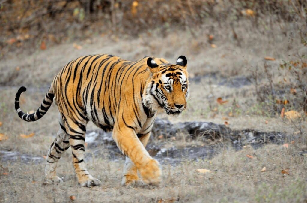 tiger-photography-ranthambore-bandhavgarh