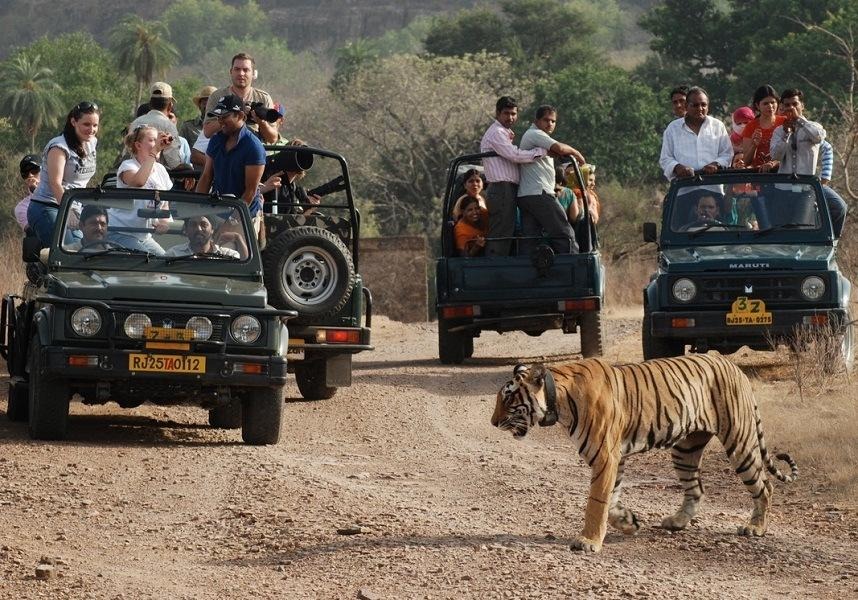 wildlife-photography-india