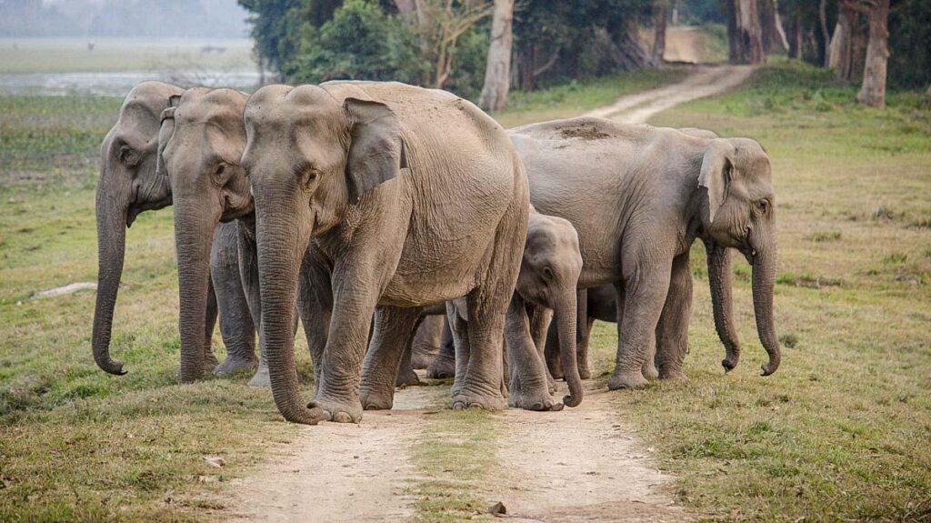 Asian elephant in India's wildlife sanctuary