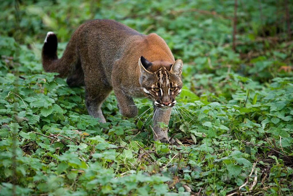 Asiatic Golden Cat Manas Tiger Reserve