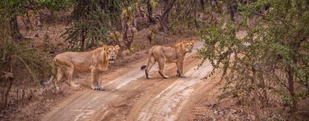 Asiatic lion in Gir National Park Gujarat