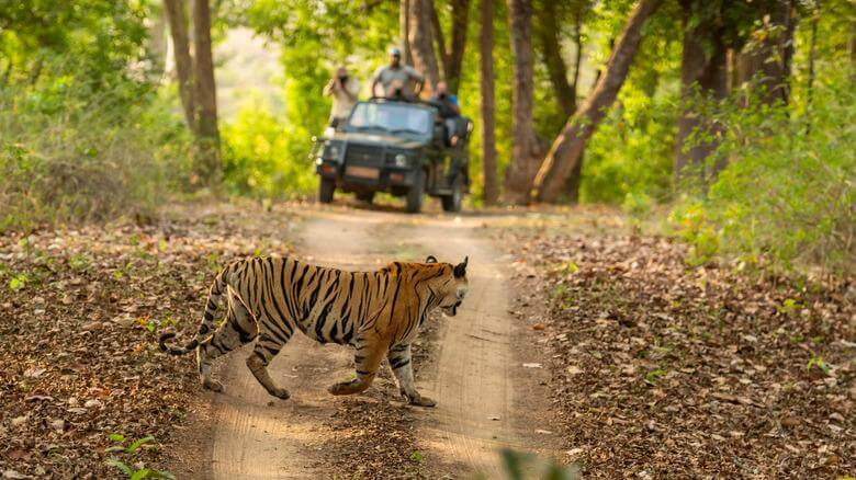 Bandhavgarh National Park – For an Unforgettable Tiger Safari