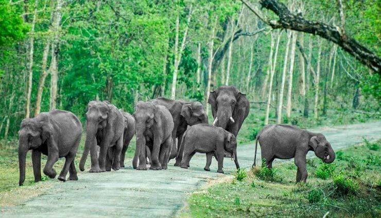 Bandipur National Park, Karnataka