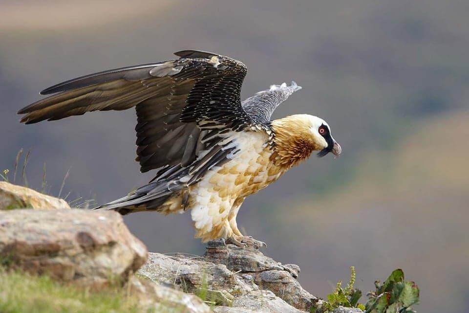 Bearded Vulture