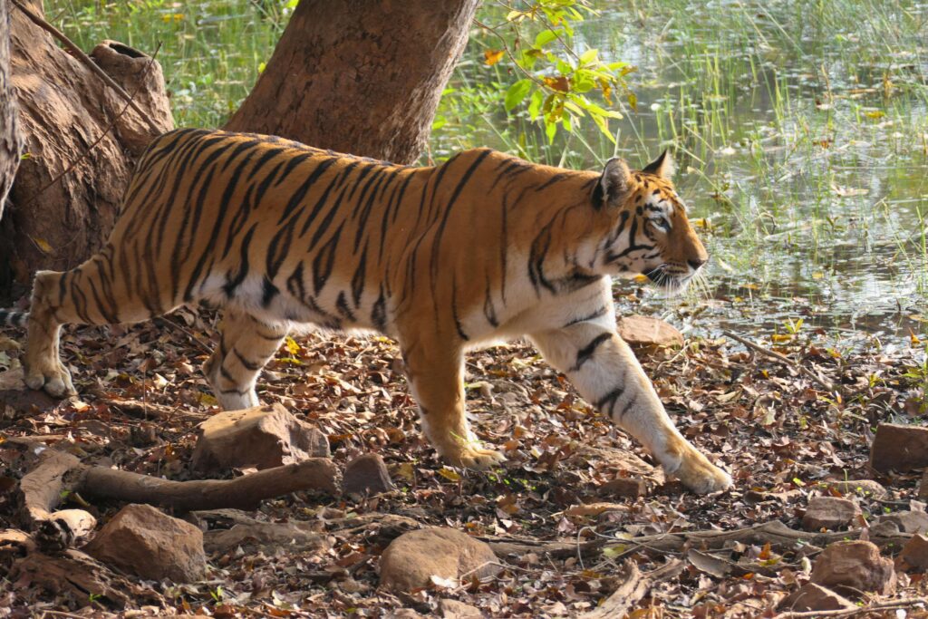 Bengal Tiger Manas Tiger Reserve