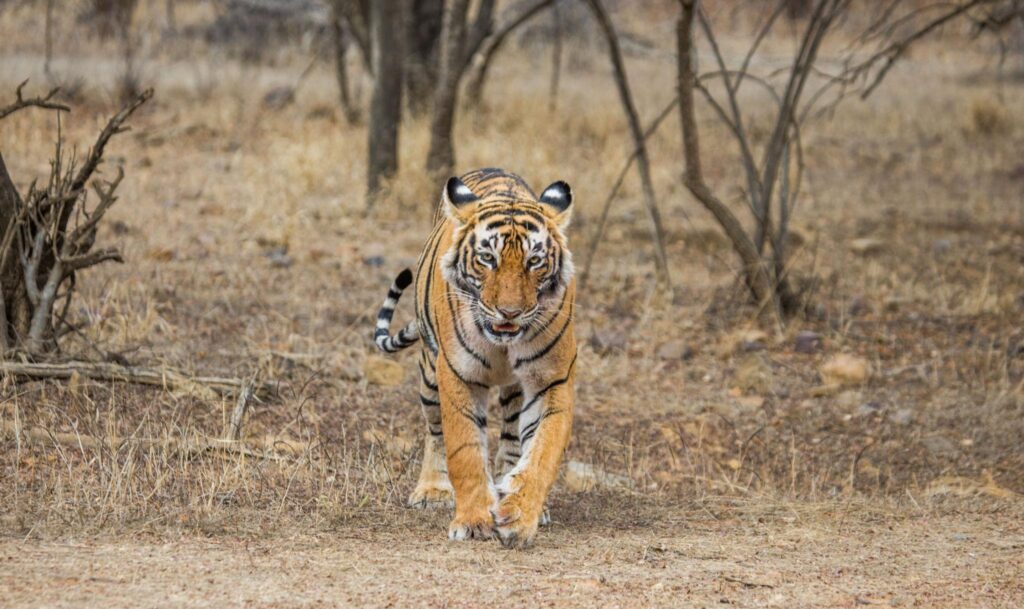 Bengal tiger in Ranthambore National Park