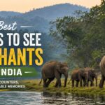 Best Places to See Elephants in India