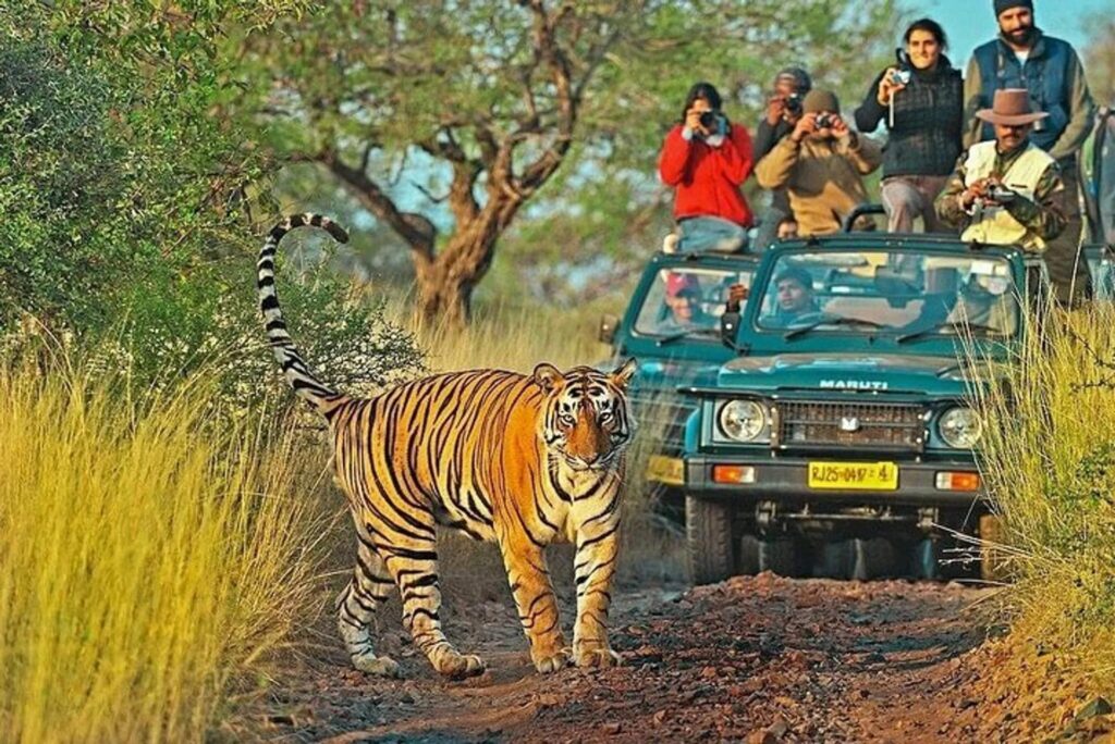 Best Wildlife Destinations in India