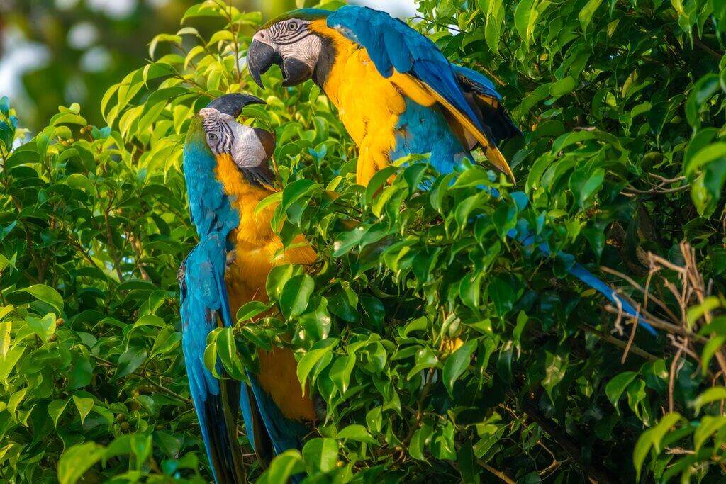 Blue-and-yellow Macaw