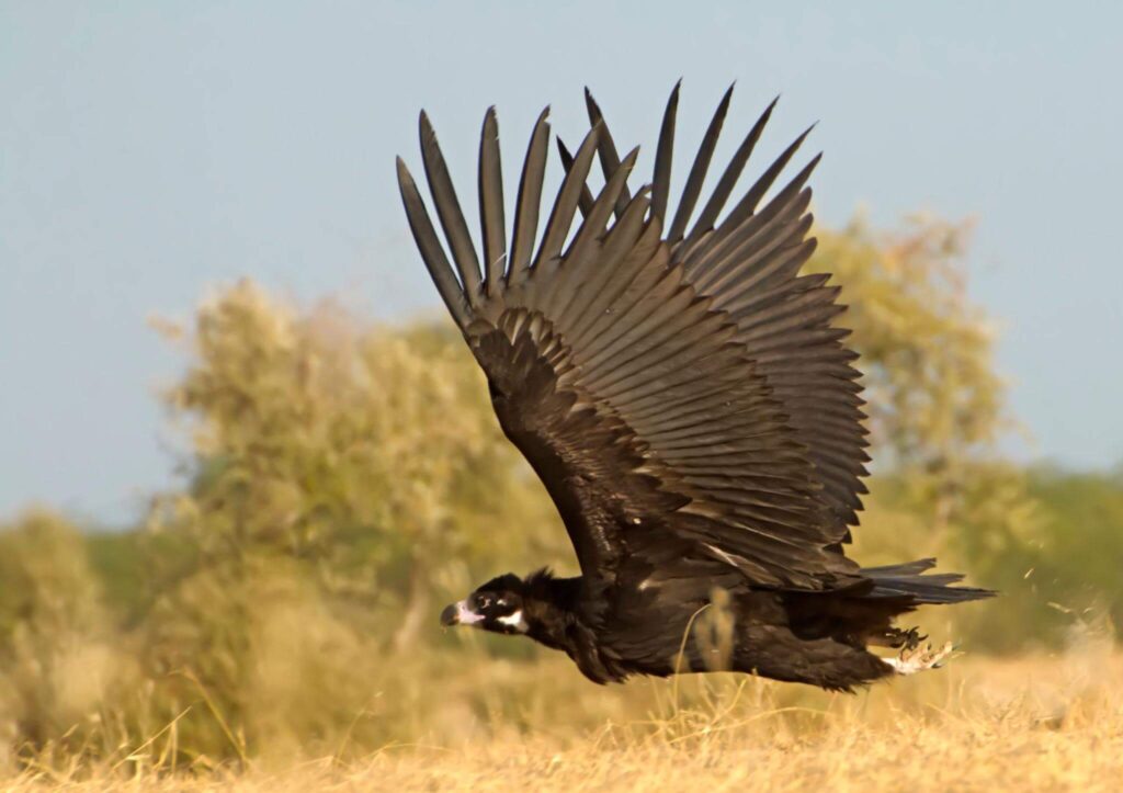 Cinereous Vulture