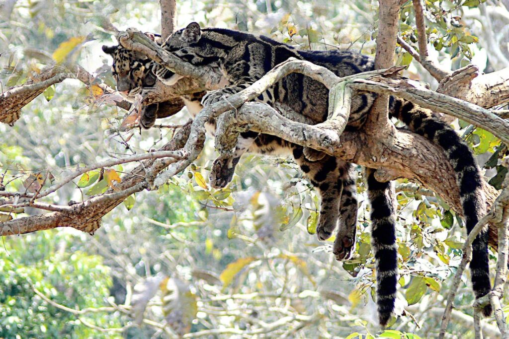Clouded Leopard Manas Tiger Reserve