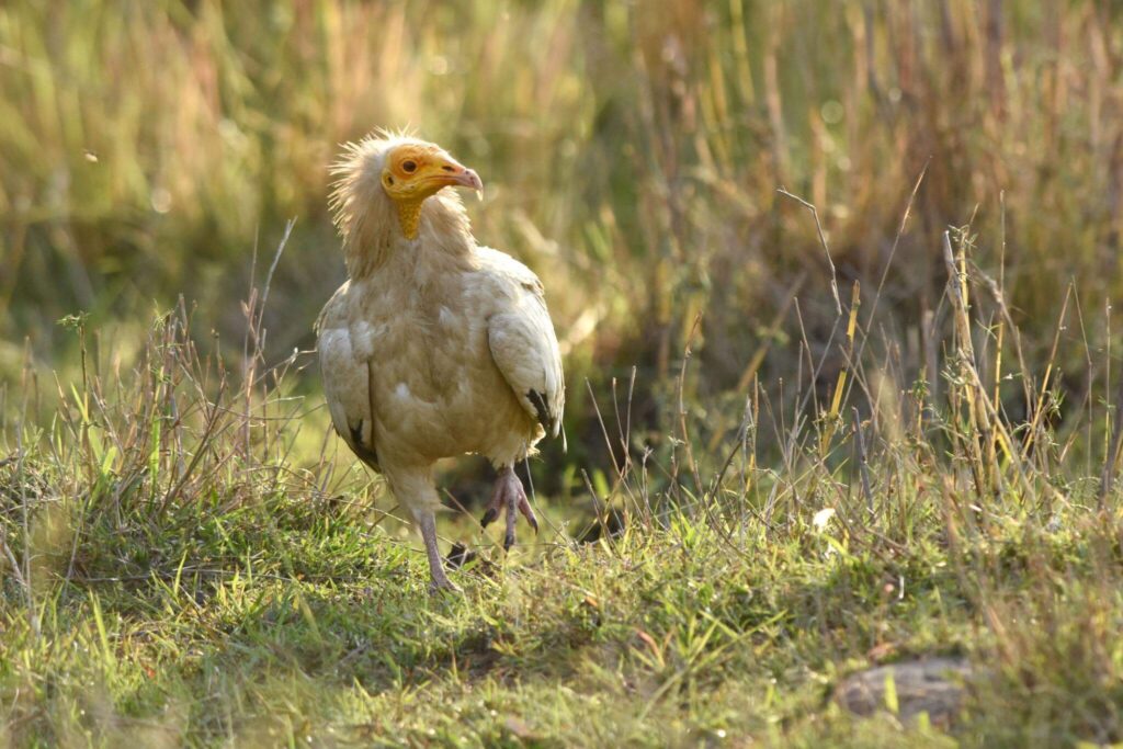 Egyptian Vulture