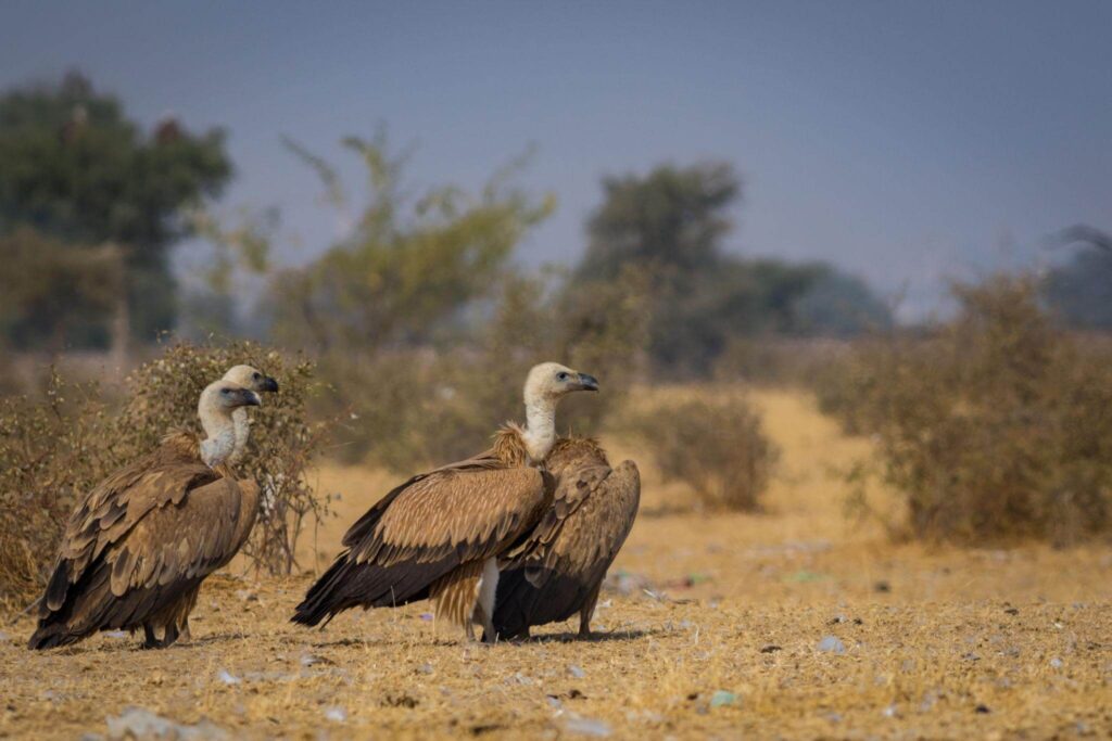 Eurasian Griffon