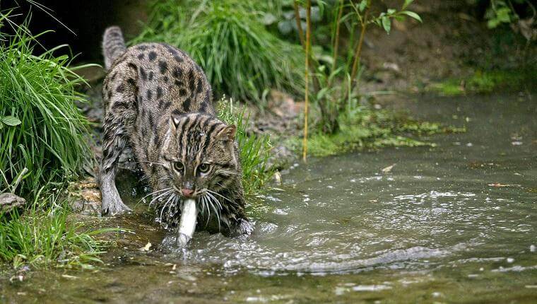 Fishing Cat Manas Tiger Reserve