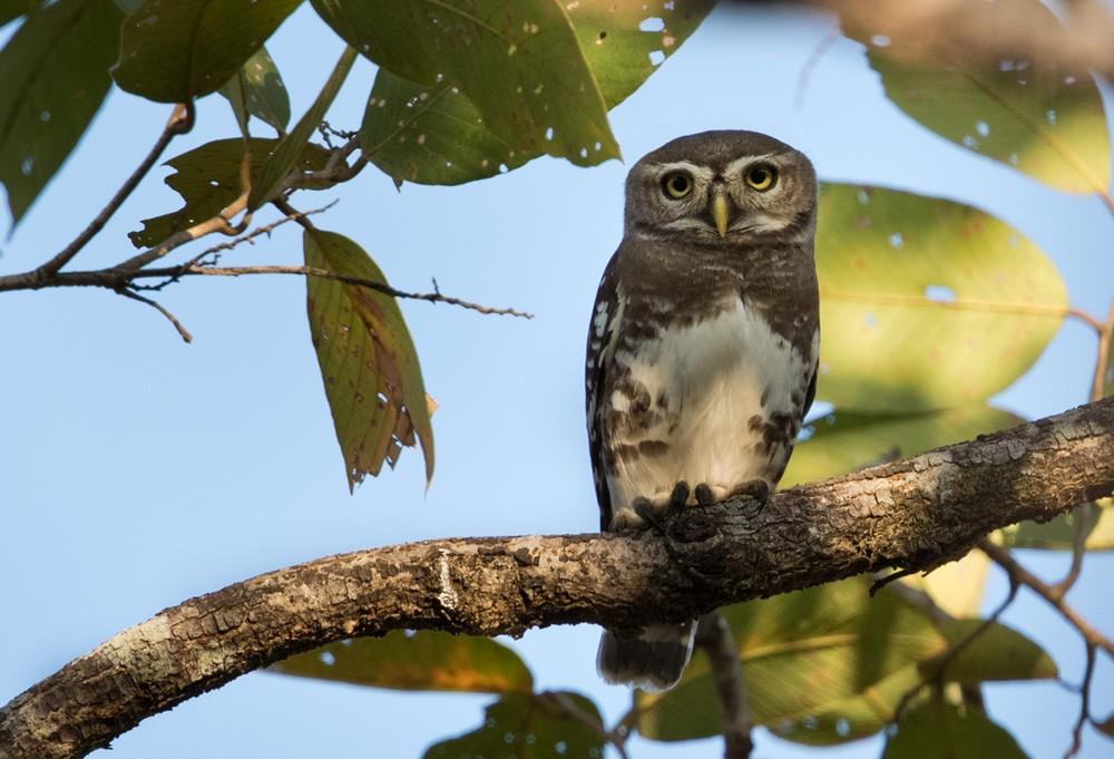 Forest owlet in India