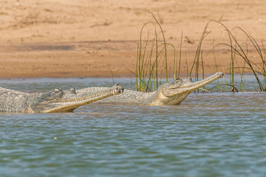 Gharial in Chambal River India