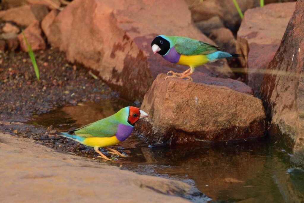 Gouldian Finch