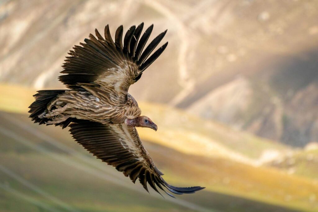 Himalayan Griffon