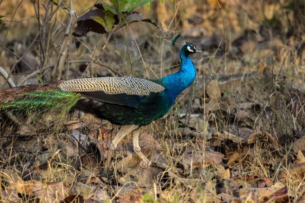 Indian Peafowl