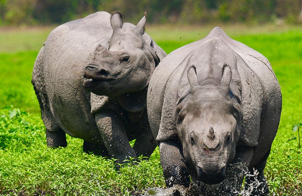 Indian one horned rhinoceros in Kaziranga National Park